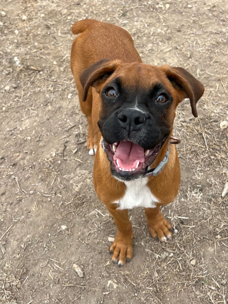 Boxer puppy available for adoption
