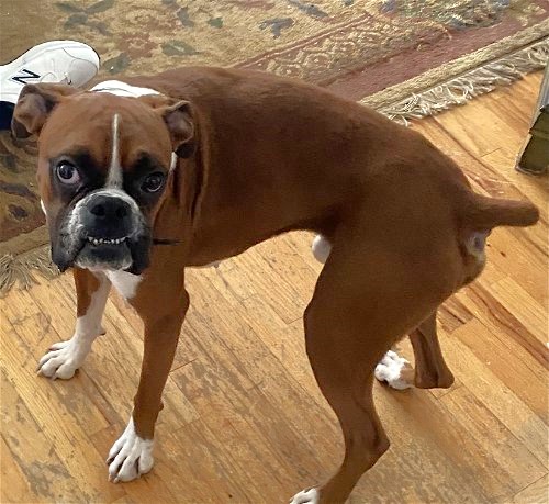 Boxer dog rehoming