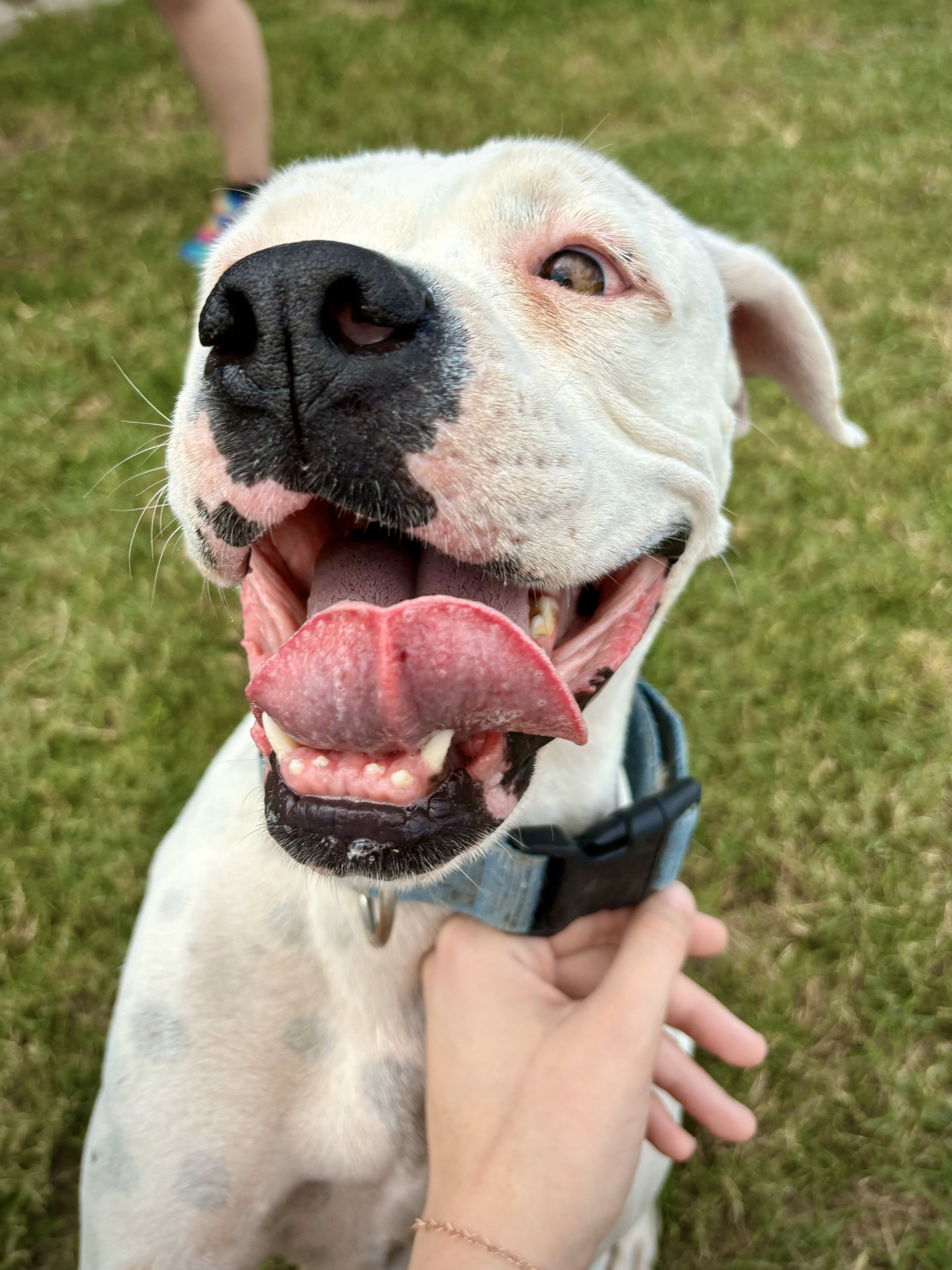 white boxer dog available for adoption, rescue dog, boxer rescue