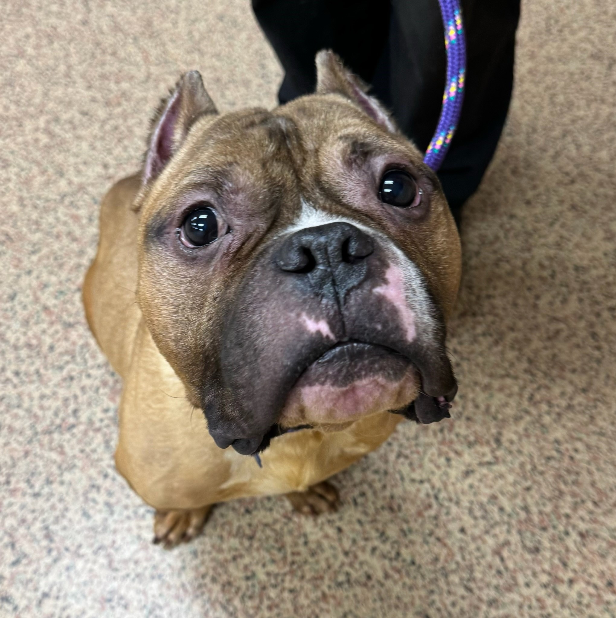 Tuna CH Boxer Rescue