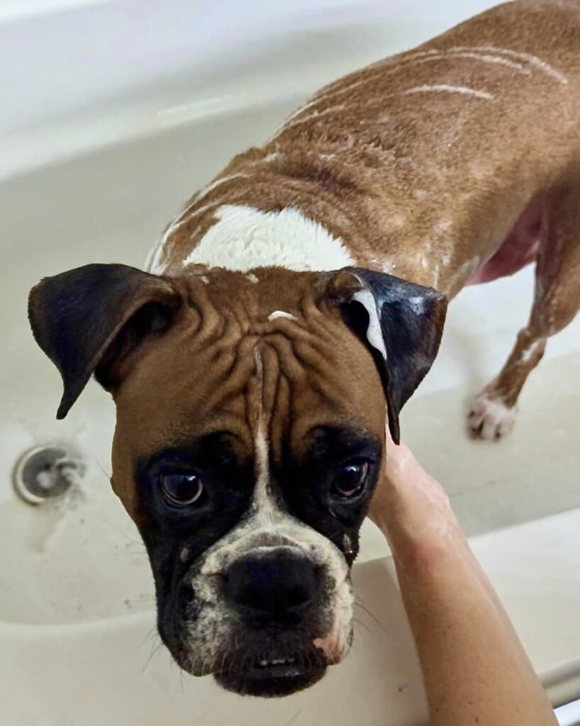 Bailey - CH Boxer Rescue