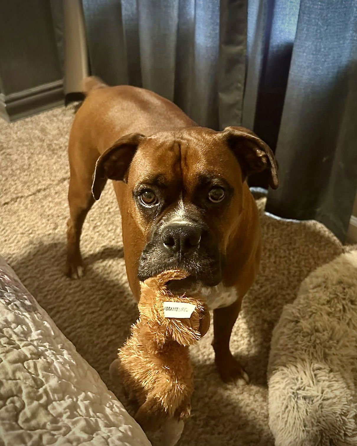 Sully - CH Boxer Rescue