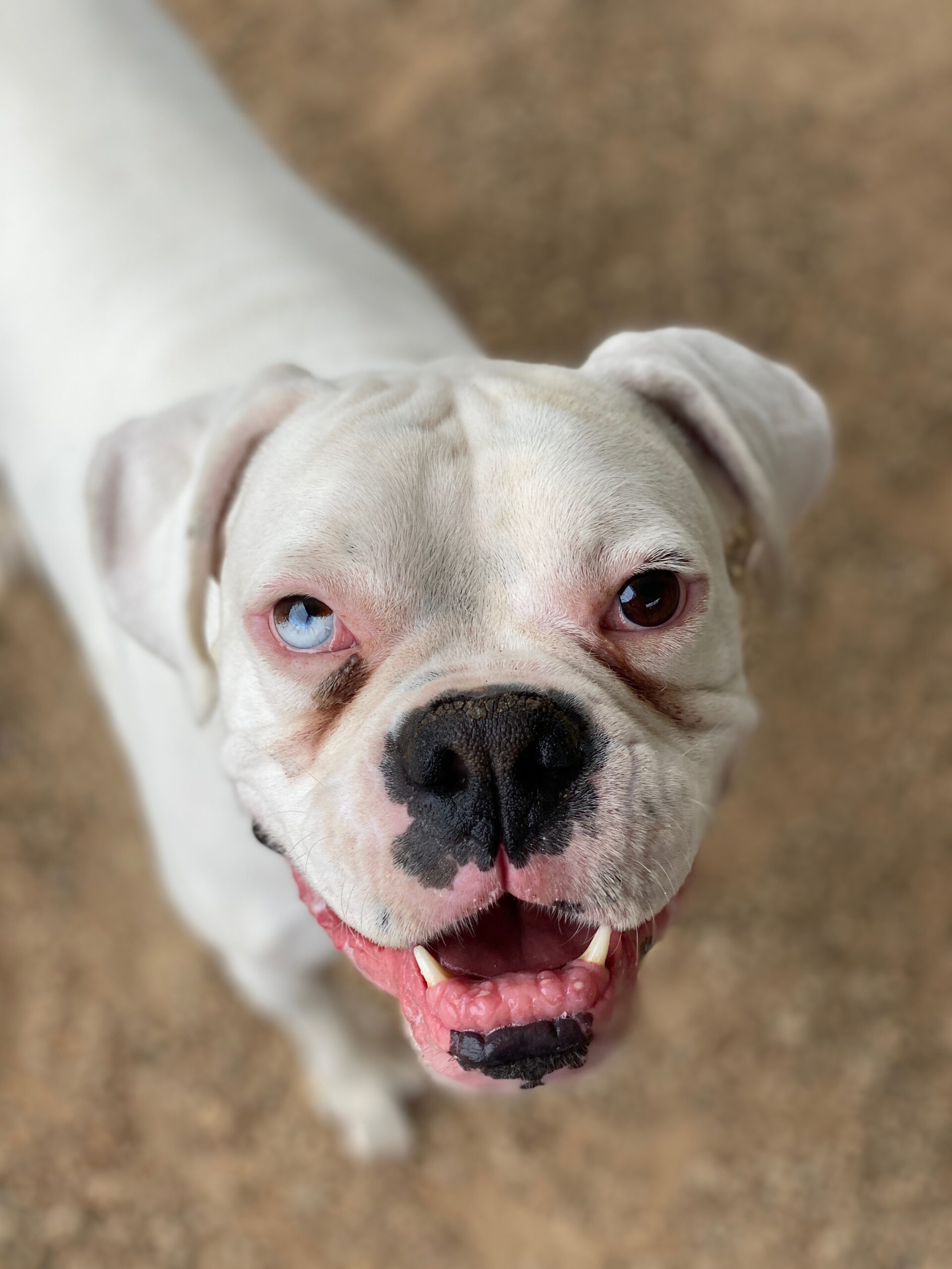 Herrick - CH Boxer Rescue