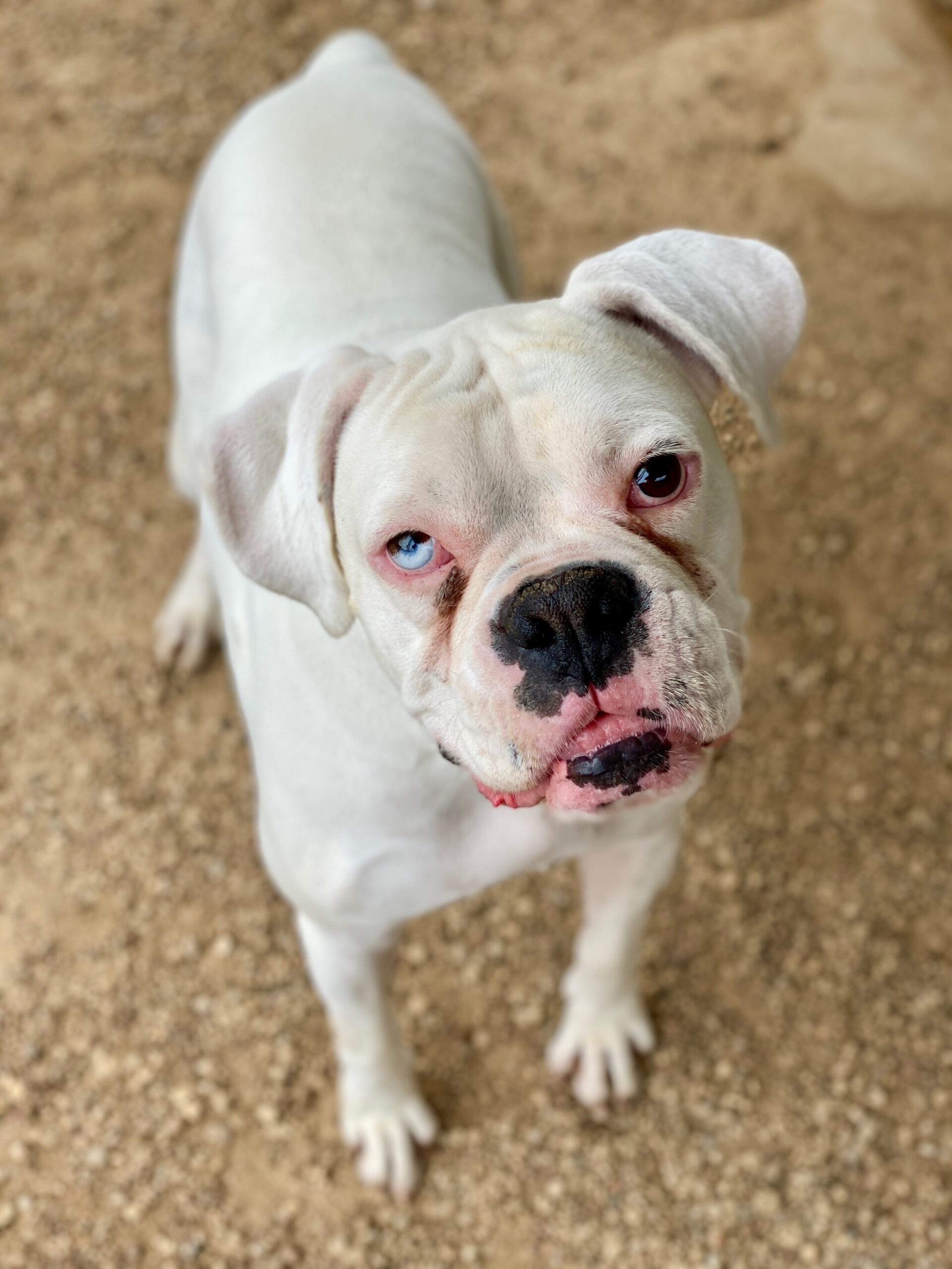 Herrick - CH Boxer Rescue