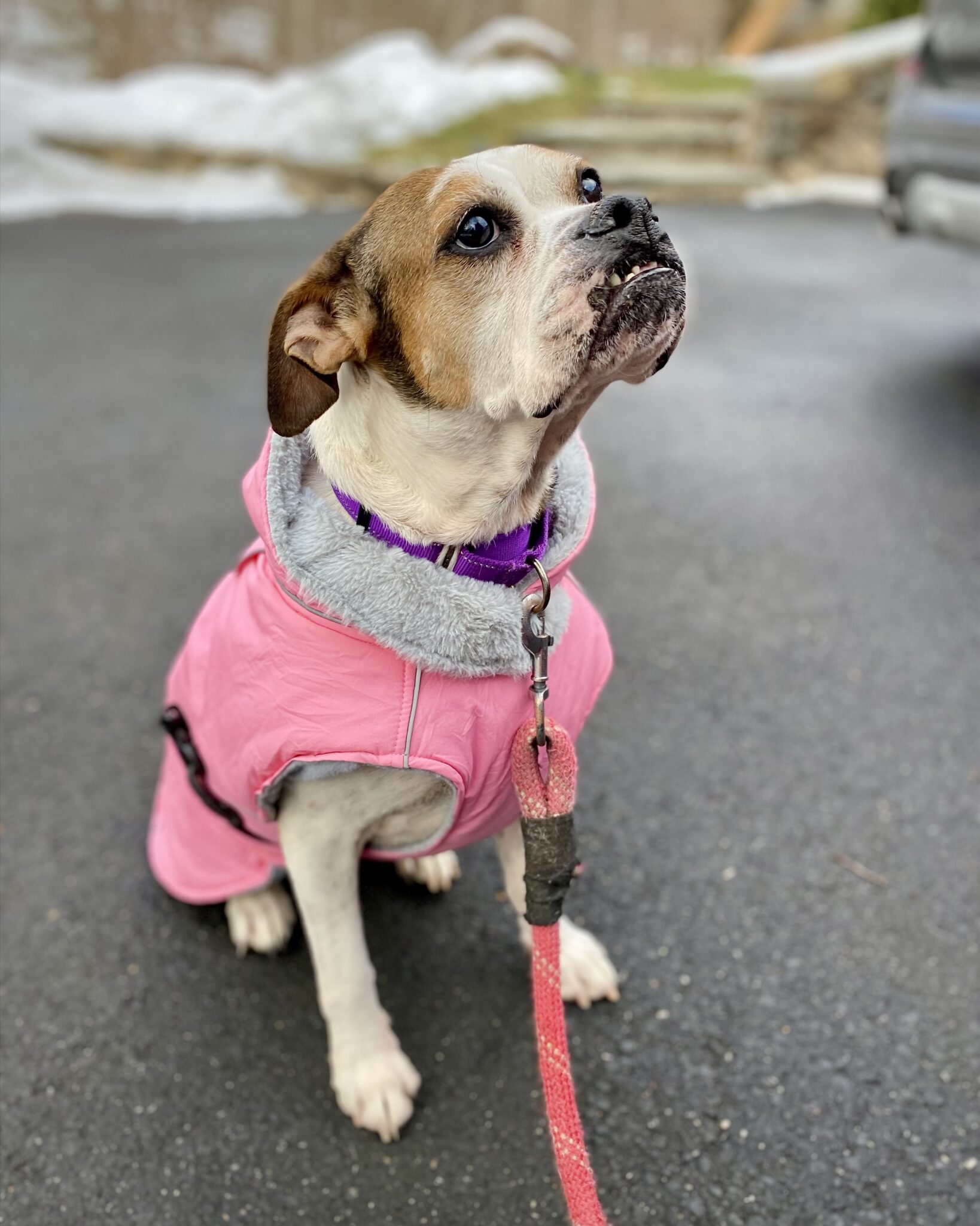 Honeycomb - CH Boxer Rescue