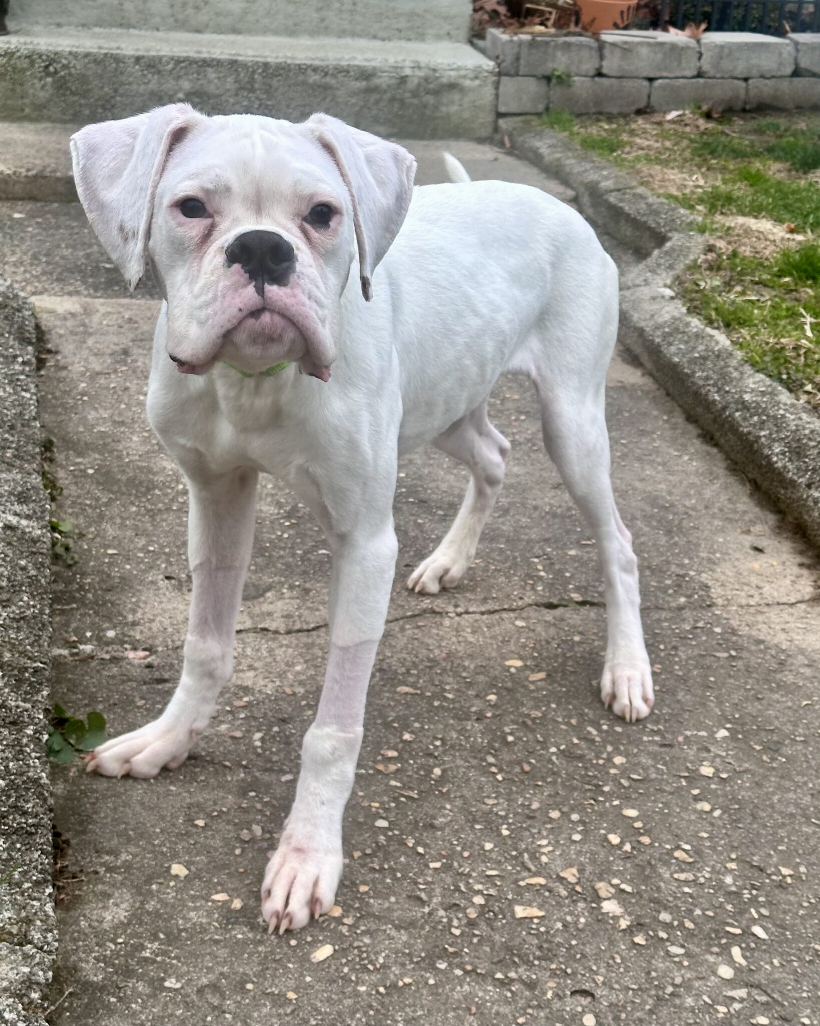 Benny - CH Boxer Rescue