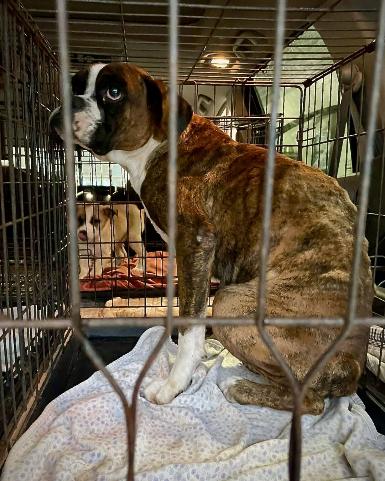 Summer - CH Boxer Rescue