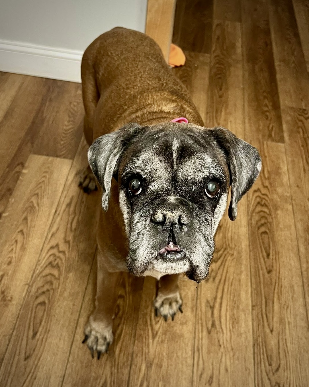 Estelle - CH Boxer Rescue