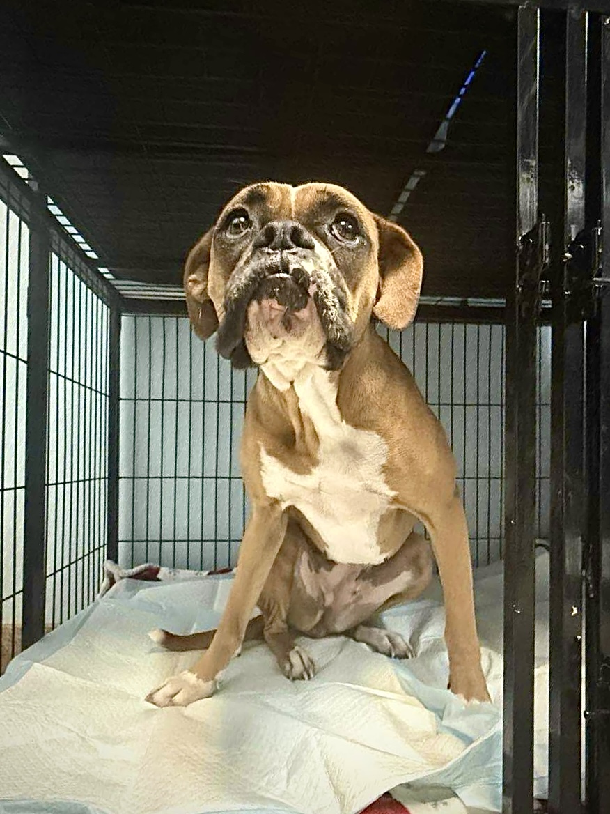 Bailey - CH Boxer Rescue