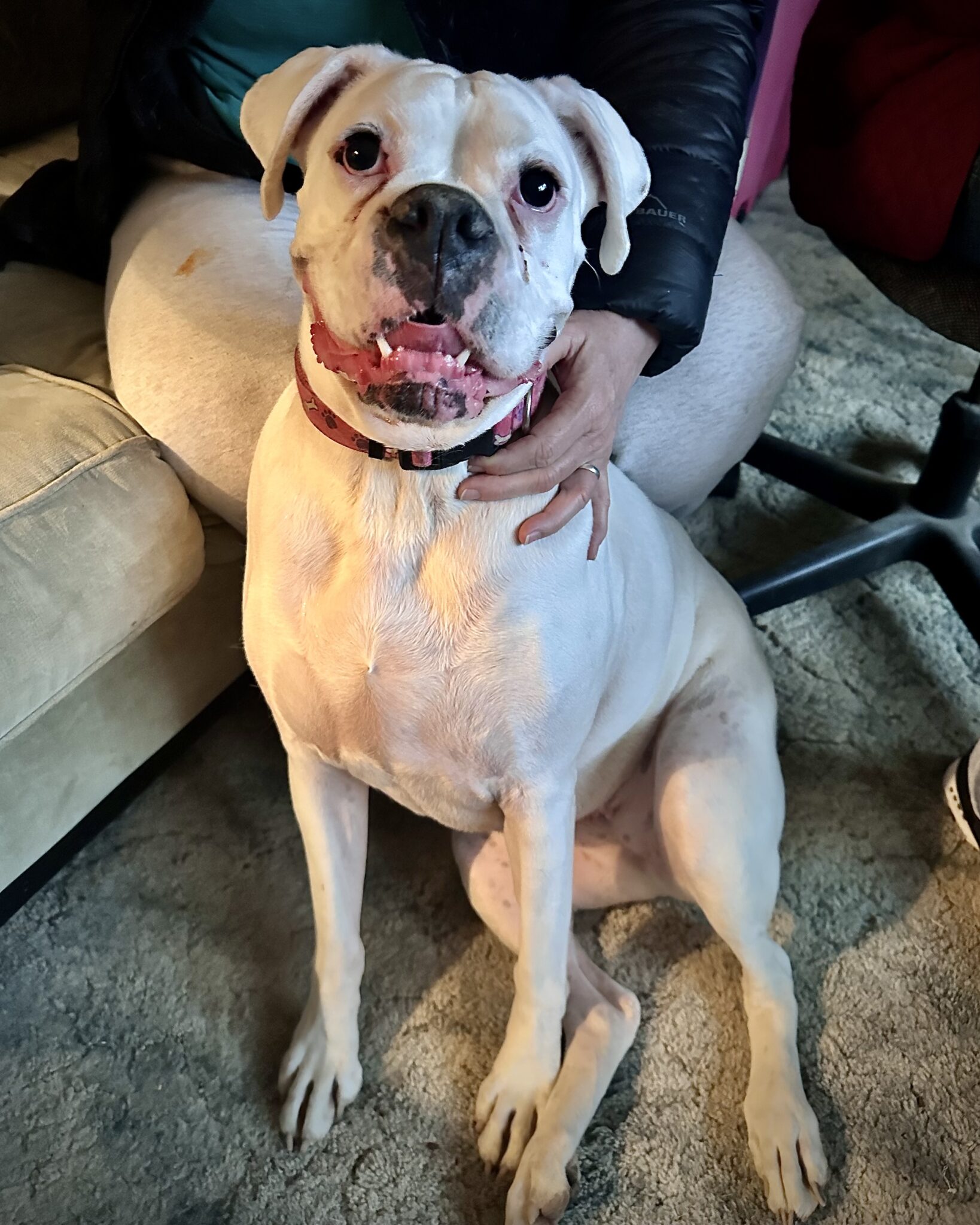 Bonded - Lilly - CH Boxer Rescue
