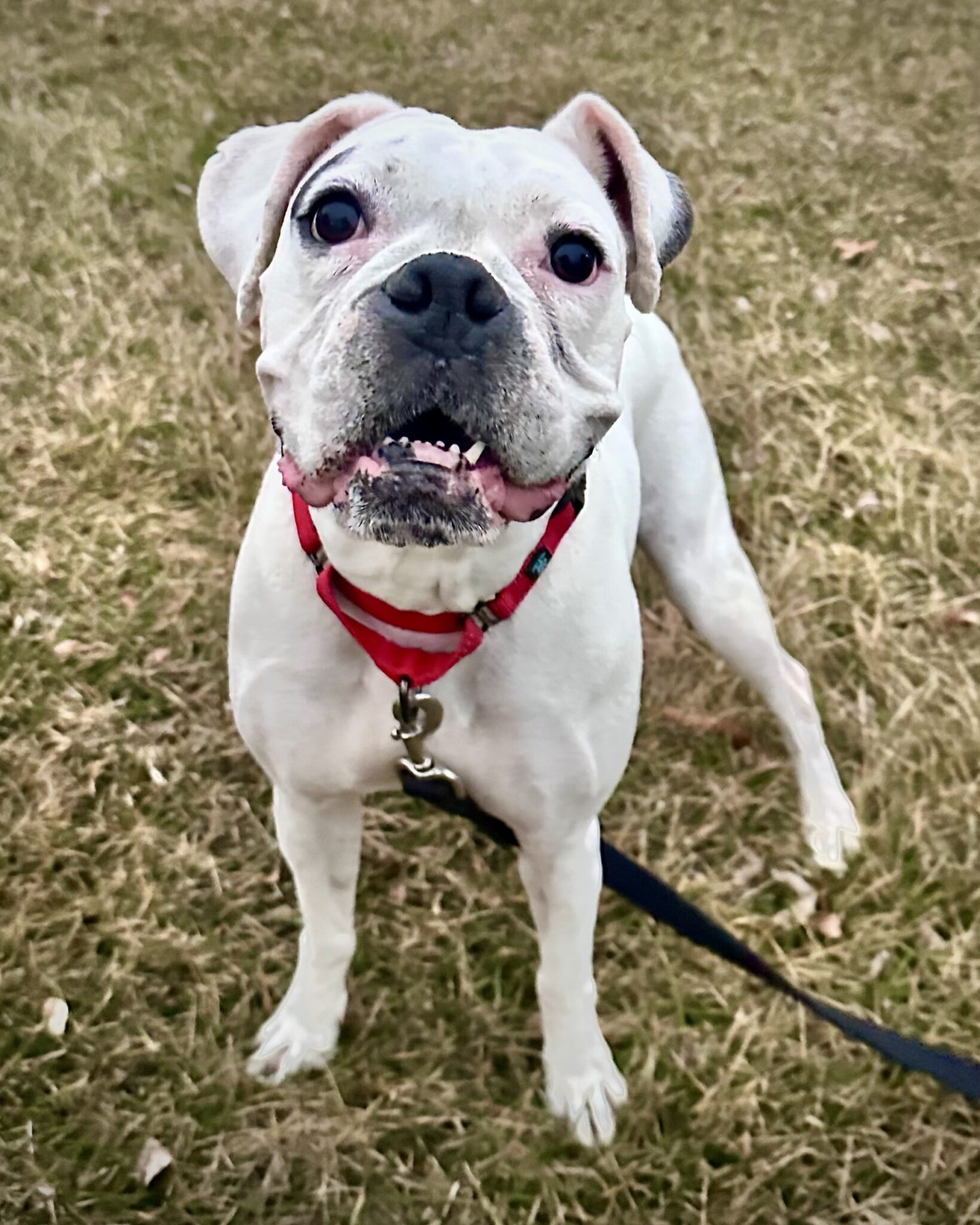 Bonded - Daisy - CH Boxer Rescue
