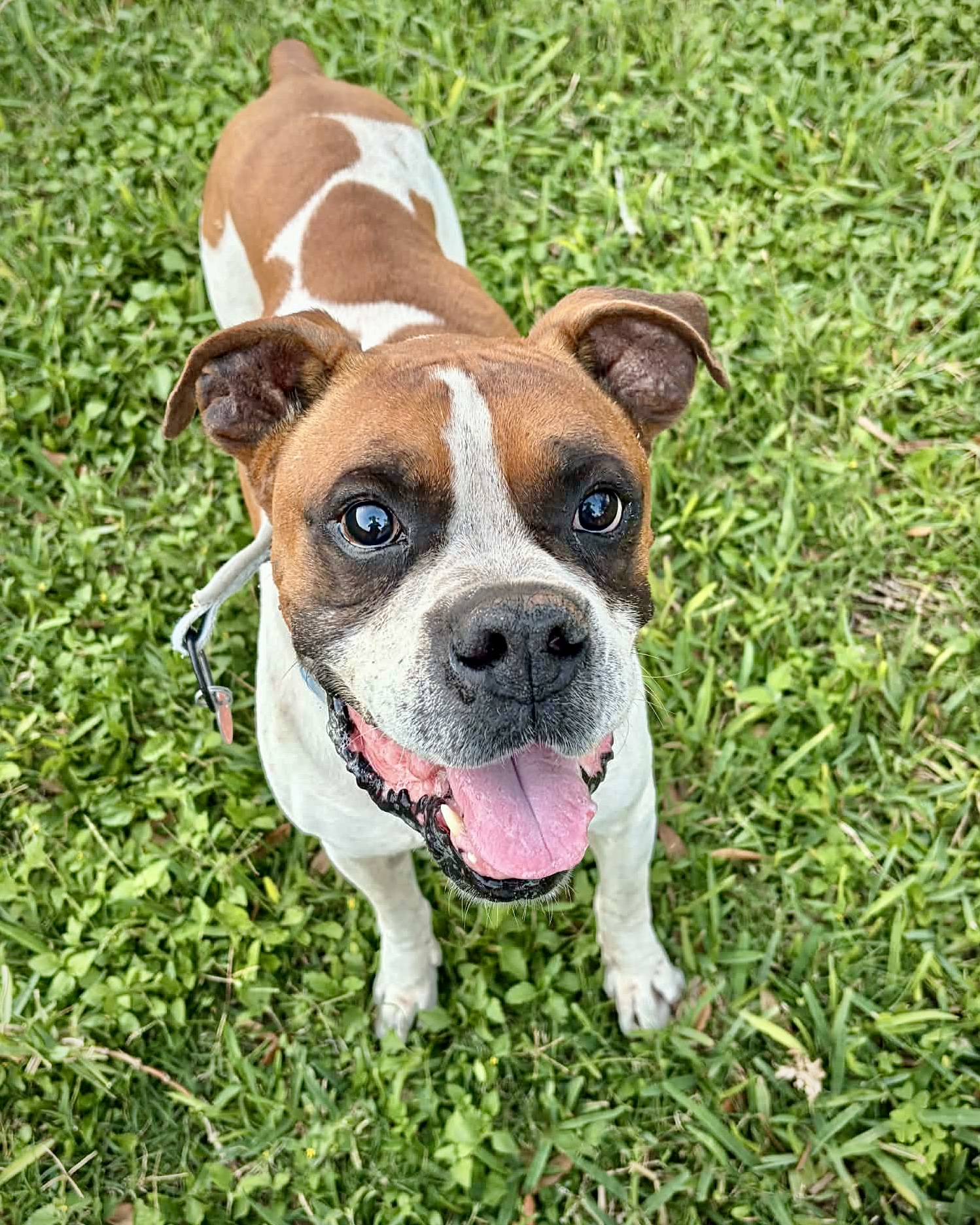 Archie - CH Boxer Rescue