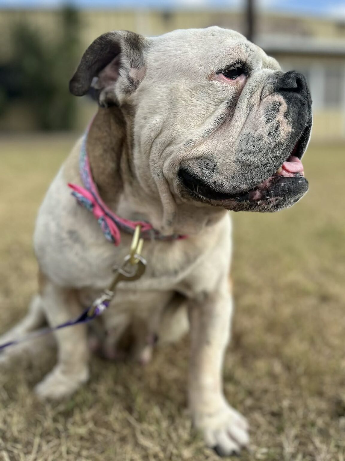 Gabby - CH Boxer Rescue