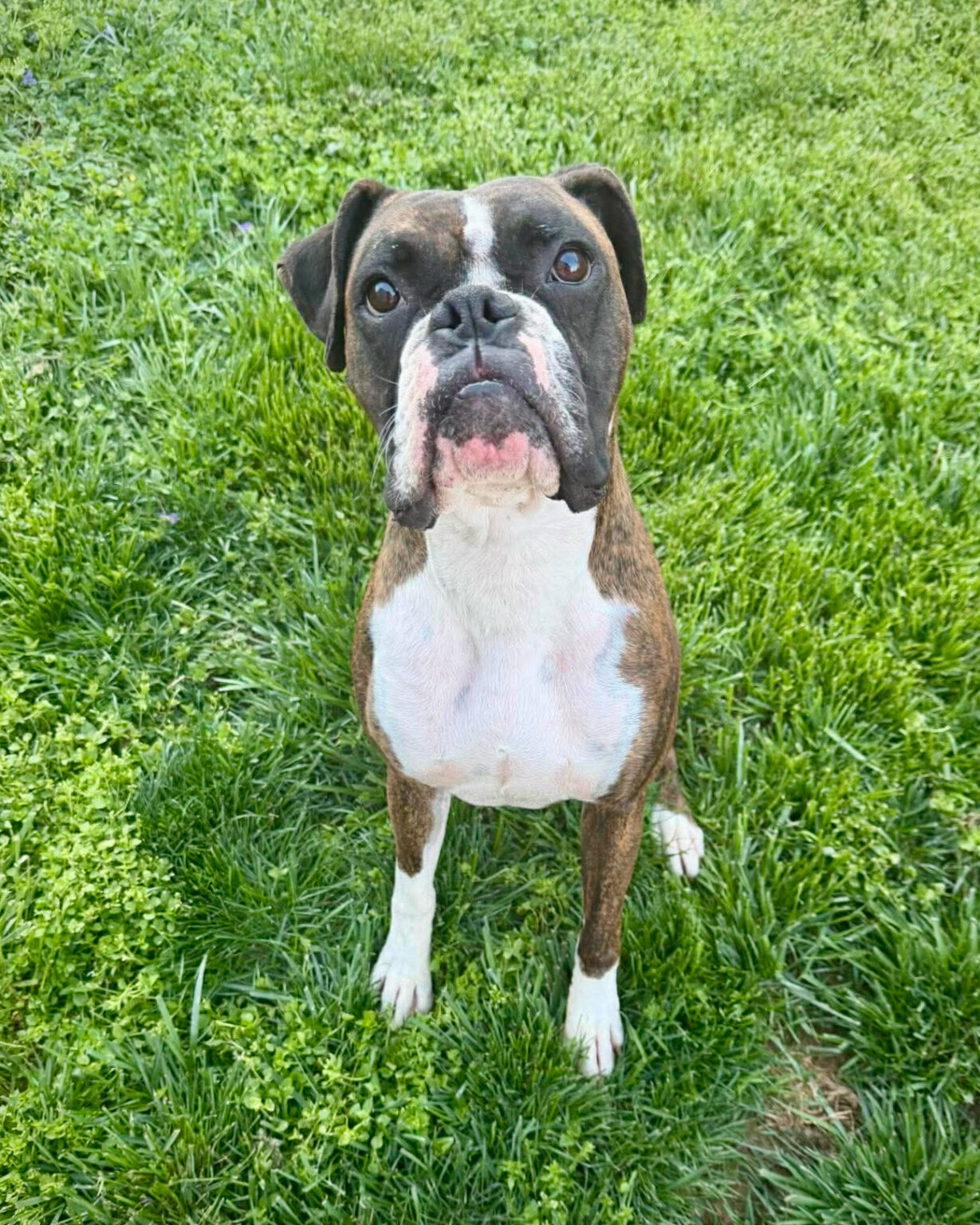 Deuce - CH Boxer Rescue