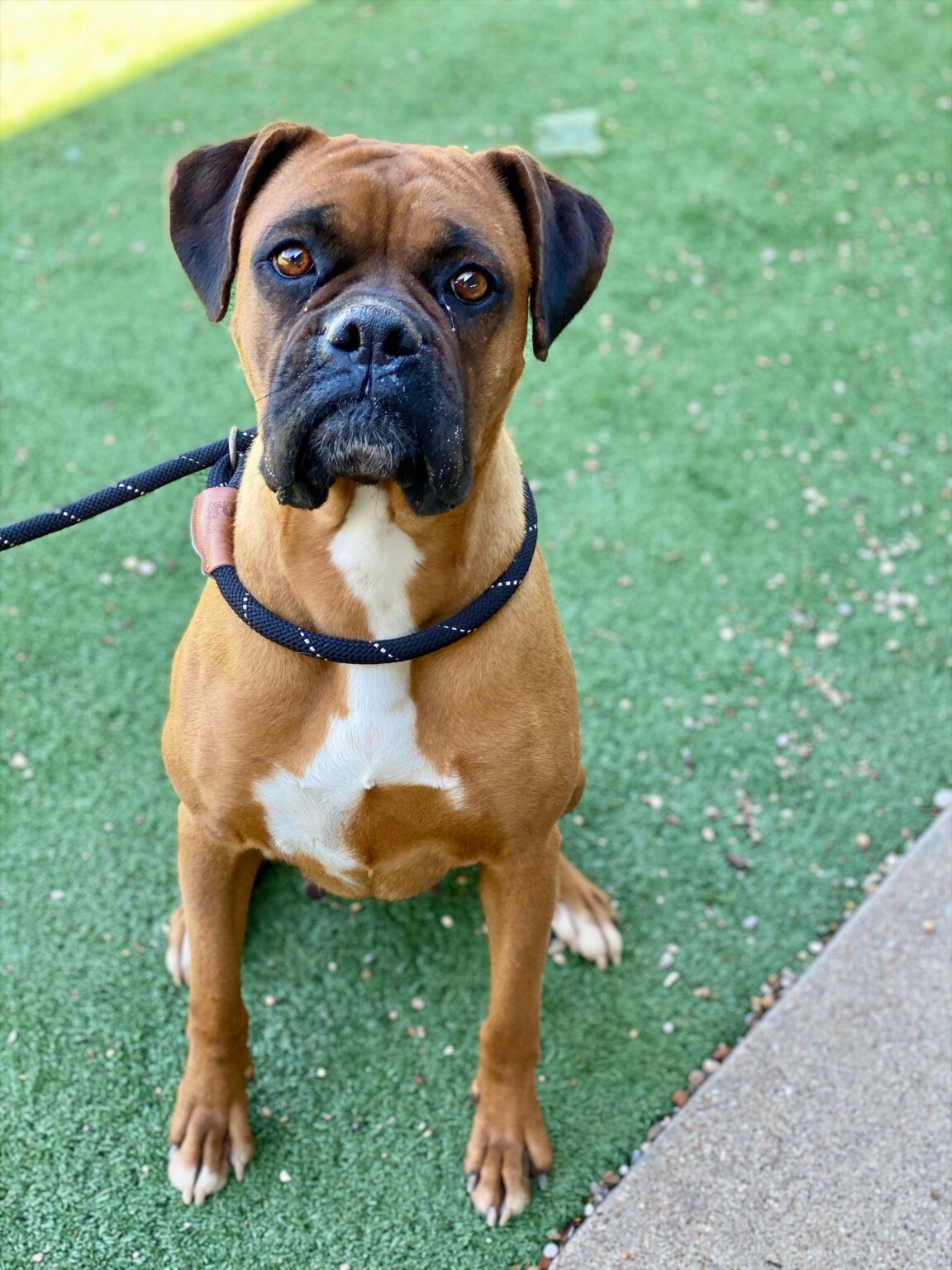Sweet Pea - CH Boxer Rescue