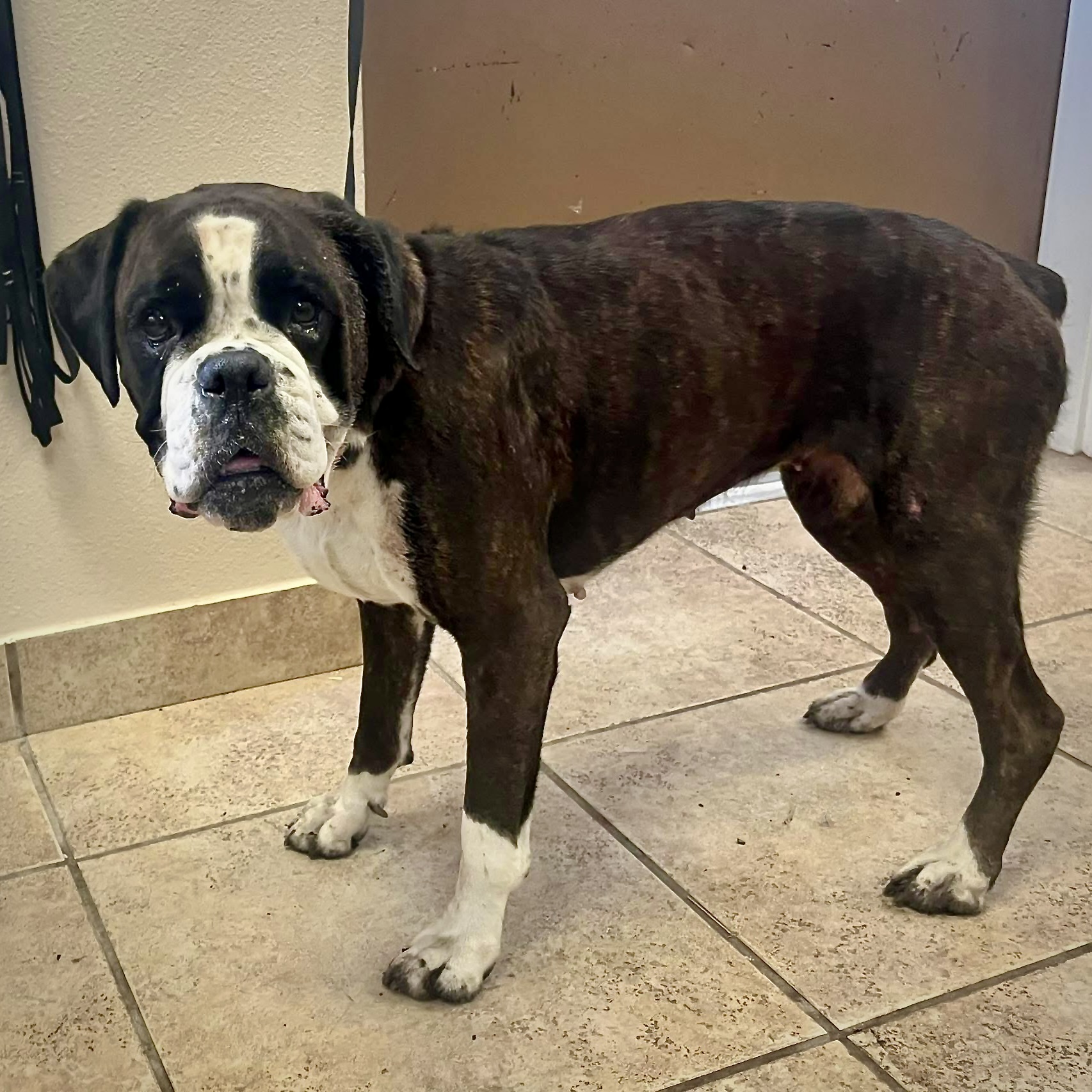 Matilda - CH Boxer Rescue