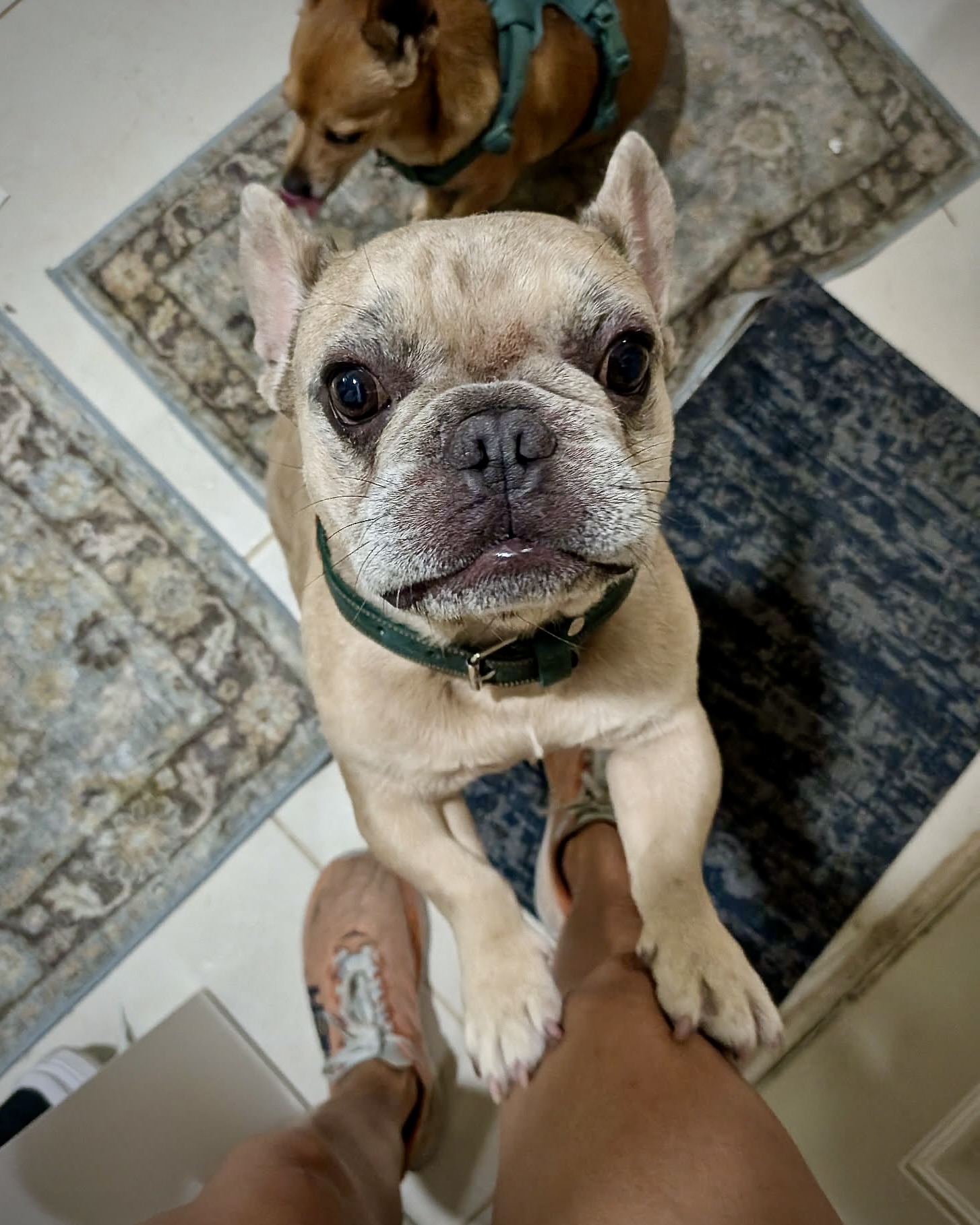 Caldo - CH Boxer Rescue