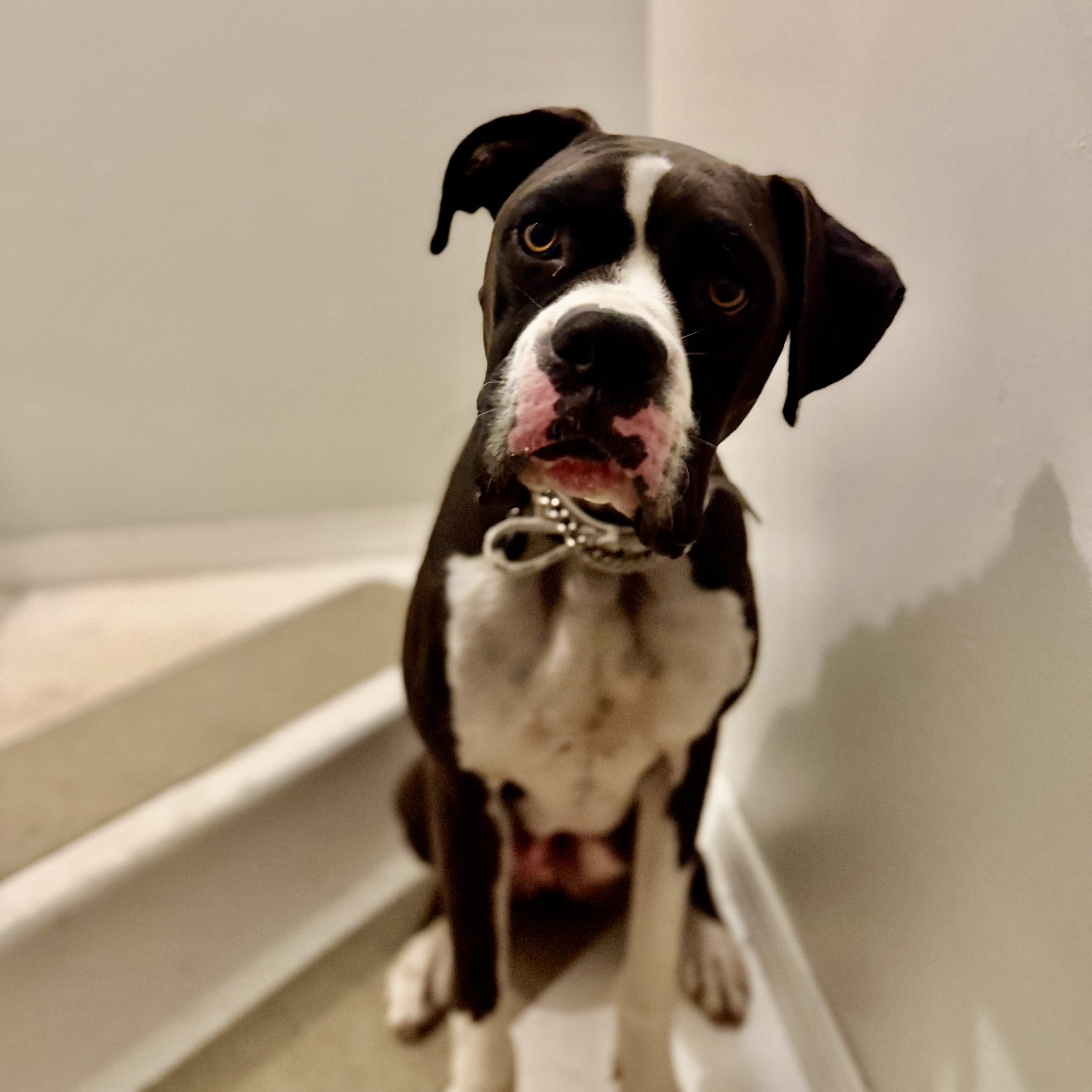 Dante - CH Boxer Rescue