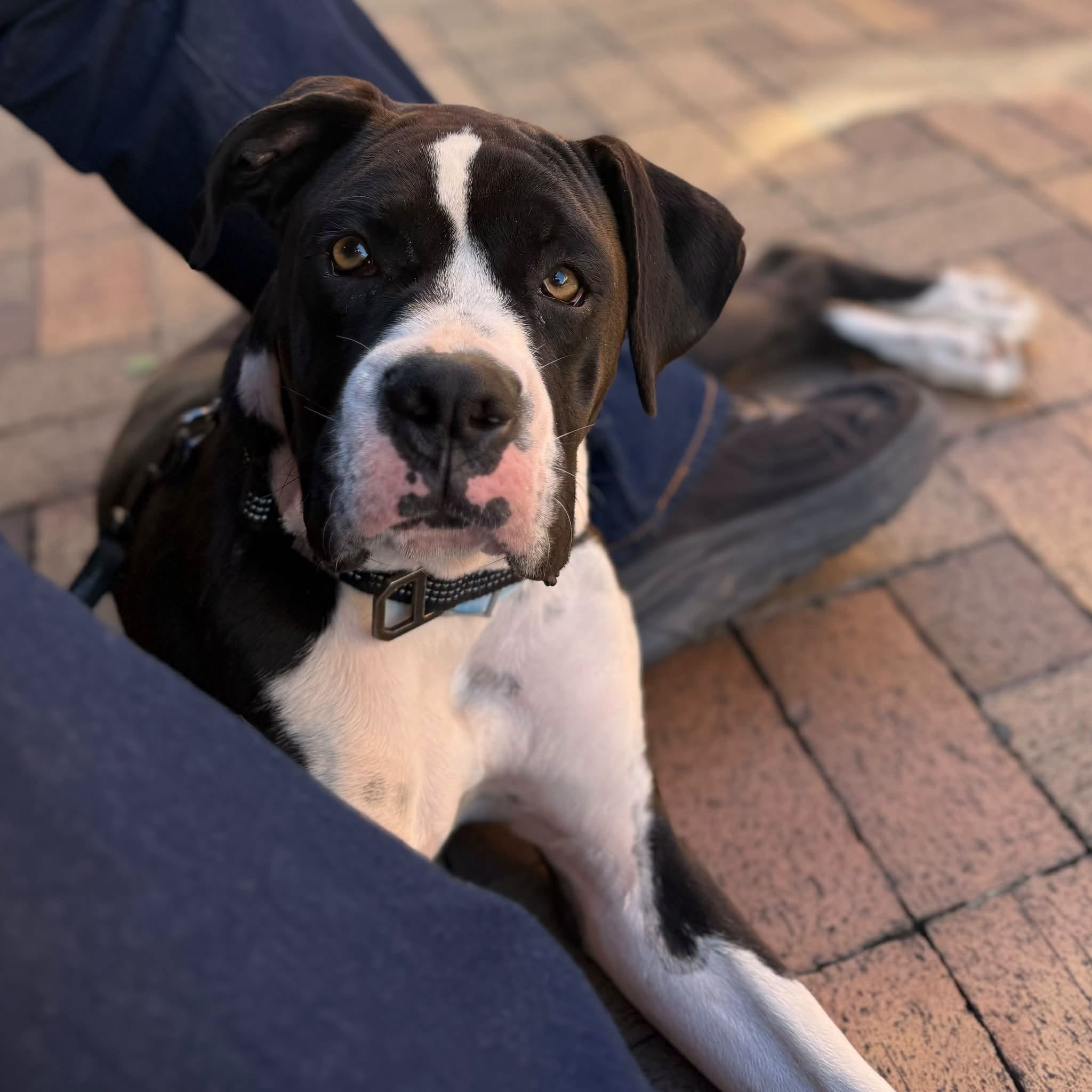 Dante - CH Boxer Rescue